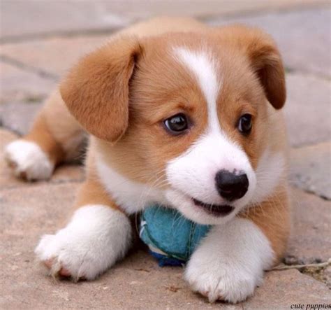 Pictures of Gorgeous cand cute puppies