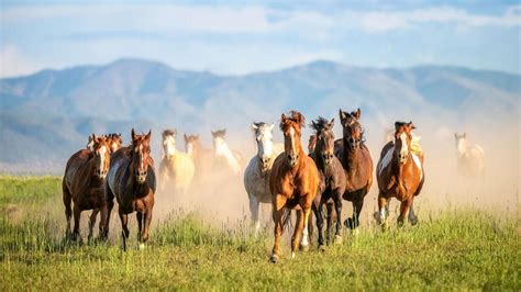 How many wild horses are in the us