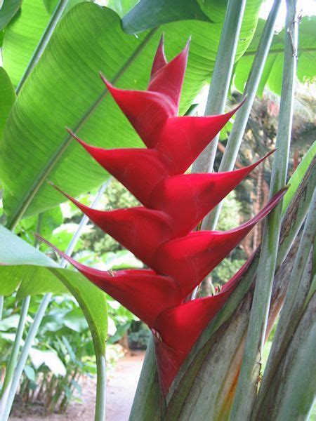 Meet The Plants - Plant Detail | National Tropical Botanical Garden ...