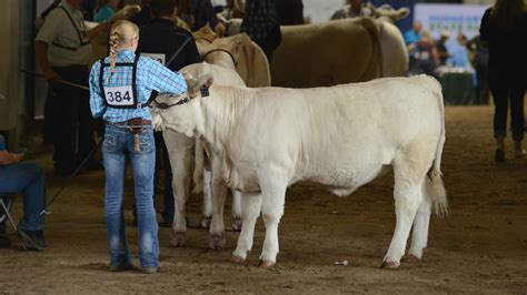 Iowa State Fair 2024 Livestock Schedule - Tanya Caroline