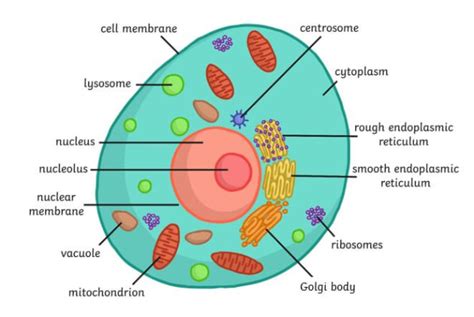 What are cells in the human body? | Twinkl Teaching Wiki