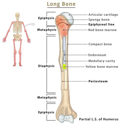 Compact Spongy Bone Diagram