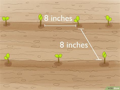 How to Plant Potatoes from Seed: 2 Easy Ways