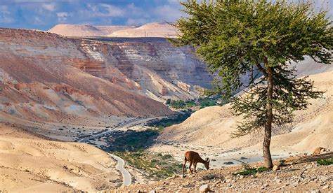 Where Is The Negev Desert? - WorldAtlas