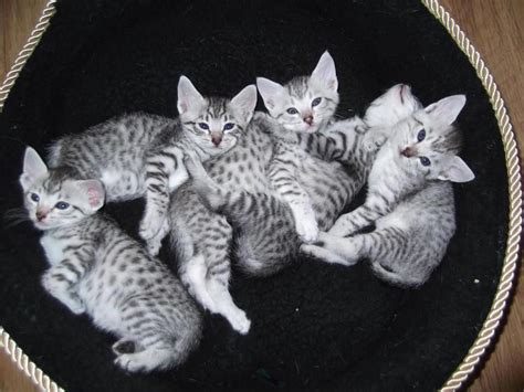 Egyptian Mau Cats & Kittens for sale in Houghton Le Spring | Pets4Homes ...