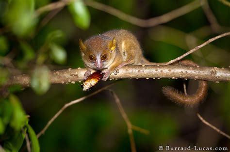 Golden-brown Mouse Lemur - Burrard-Lucas Photography