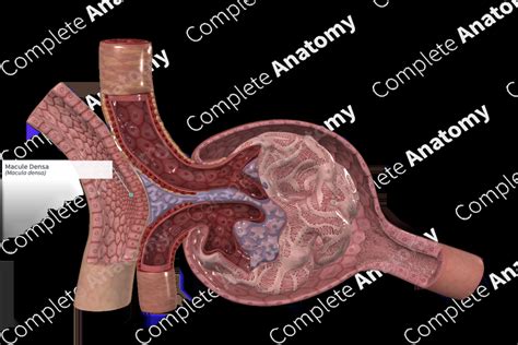 Macule Densa | Complete Anatomy