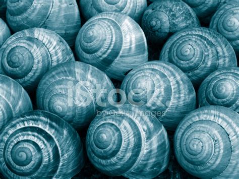 Blue Snail Shells Stock Photo | Royalty-Free | FreeImages