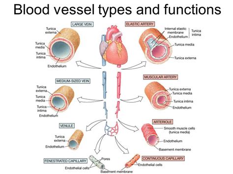 Types of Blood Vessels – Structure And Function of Arteries, Arte¬ ...