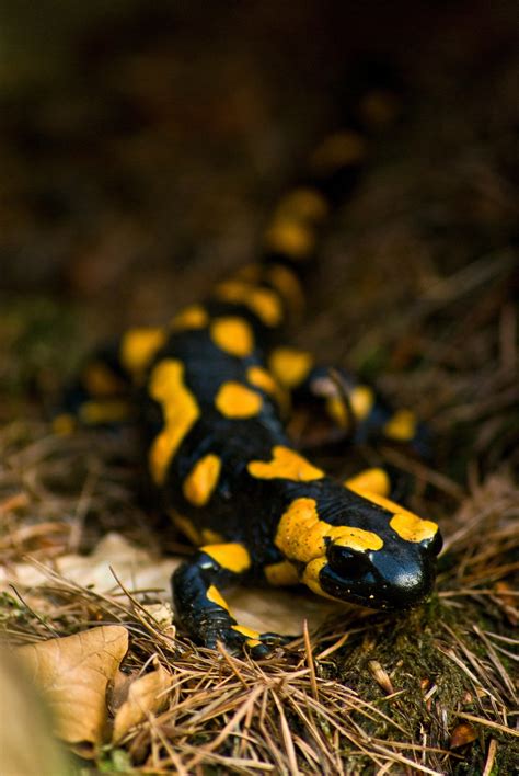 File:Fire salamander March 2008a.jpg