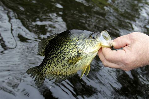 5 Best Crappie Lures That Flat Out Work - Wide Open Spaces