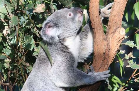 Lone Pine Koala Sanctuary Guide For Aussie Visitors In 2023