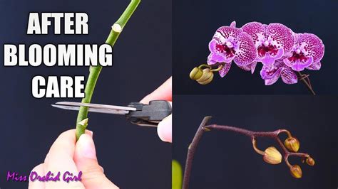 pruning orchids after flowering #Orchids | Orchid care, Orchid care ...