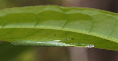 Animal Camouflage: Praying Mantis