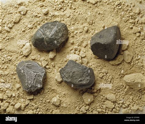 Homo habilis tools Stock Photo, Royalty Free Image: 66729810 - Alamy