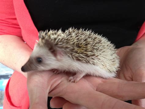 Eastern Baby African Pygmy Hedgehogs - Reptile Forums