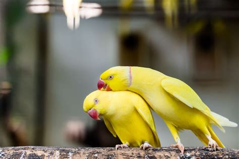 The Indian ringneck parakeet is a sub-species of the rose-ringed ...