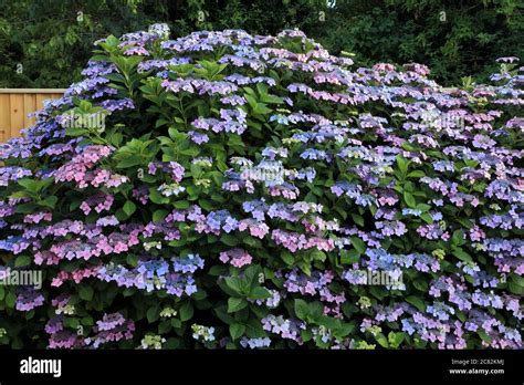 Hydrangea macrophylla 'Blue Wave', Hydrangea 'Mariesii Perfecta', lace ...