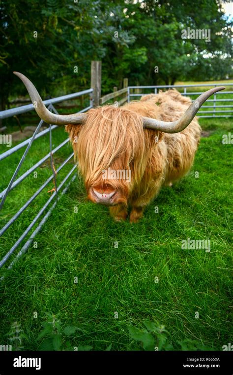 Scotland, village, animals on a farm, Scottish Highland Cattle cow with ...