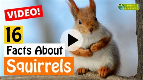 Red Squirrel - Animal Facts for Kids - Characteristics & Pictures