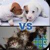 Kittens vs Puppies - Puppies vs kittens - Fanpop