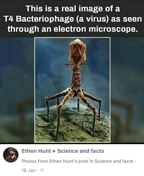 Is it the real image of T4 Bacteriophage seen through an electron ...