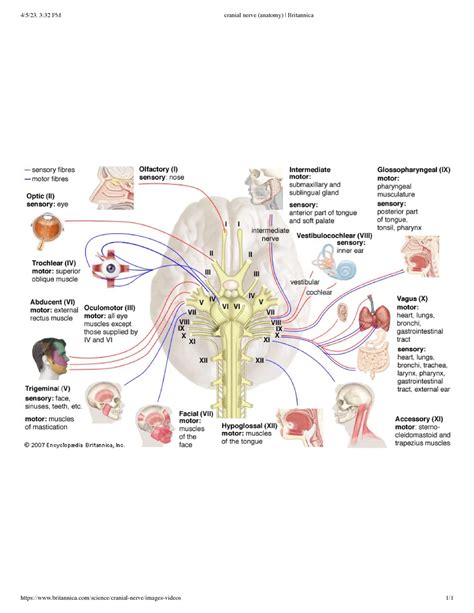 Cranial nerve (anatomy) - BSC 2093C - Studocu