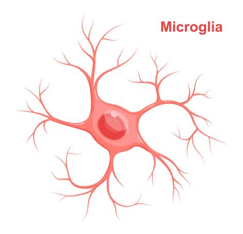 300+ Glial Cells Stock Photos, Pictures & Royalty-Free Images - iStock