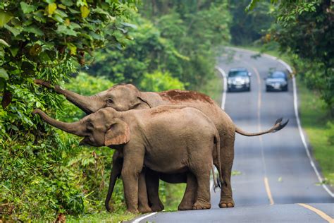 10 Most Remarkable Animals in Thailand