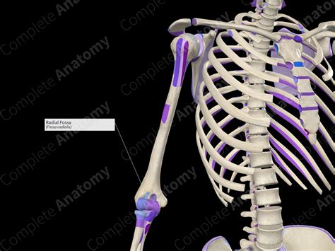 Radial Fossa | Complete Anatomy