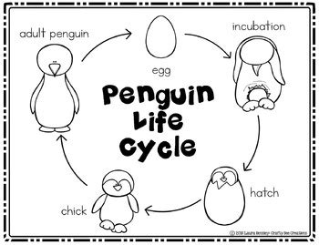 Penguin Life Cycle Craft | Winter Activities | Life Cycle of a Penguin ...