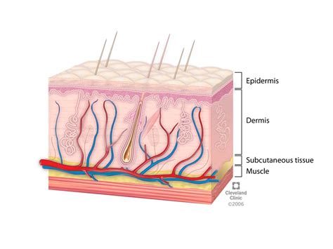 Skin: Layers, Structure and Function