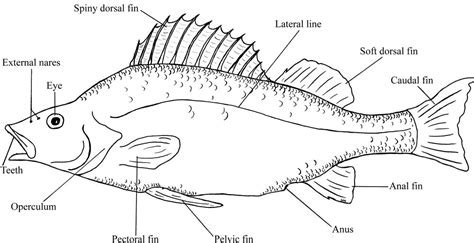 Perch Dissection | Carolina.com