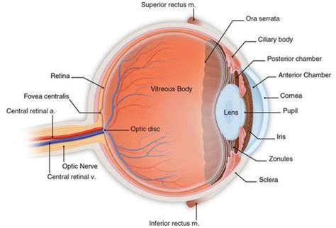 Eye Anatomy Cross Section