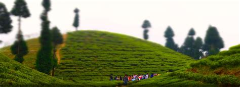 Tea Garden in Darjeeling