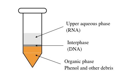 RNA Extraction: Principle, Procedure, Protocol and Importance – Genetic ...