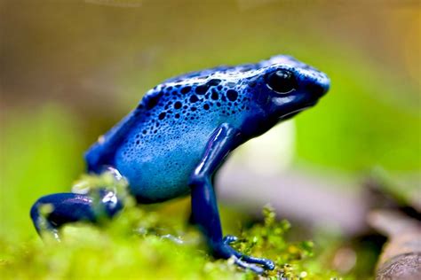 7 Awesome Frog Species of the Tropics | Britannica