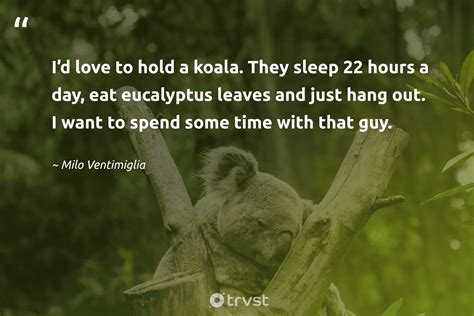 15 Koala Quotes About The Sleepy Marsupials