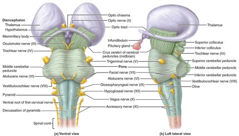 Brain Stem Diagram And Function Brain Tronc Cérébral Cerve