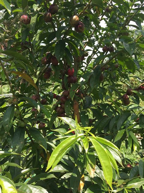 Suria Helang Lui: The bountiful God's Crown (Mahkota Dewa) Fruit