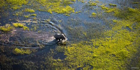 Top 10 Best Okavango Delta Luxury Safari Lodges & Camps – SafariBookings