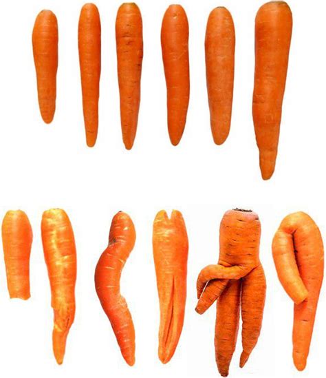 Regular (top) and irregular (bottom) carrot shapes (Jahanbakhshi and ...