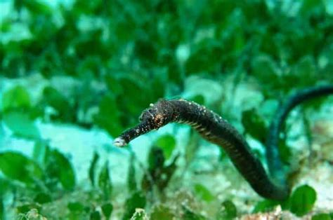 Pipefish Care, Diet, Habitat, and Species Guide | Fishkeeping World