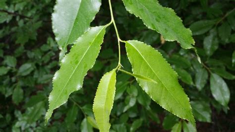 Wild Cherry Tree Identification