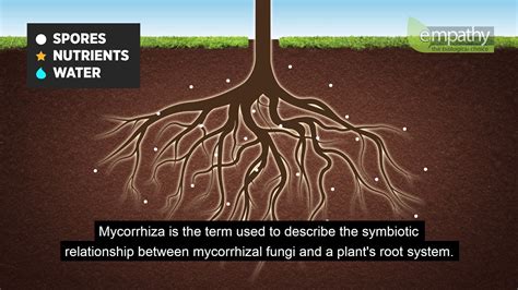 Mycorrhizal Fungi Animation - YouTube