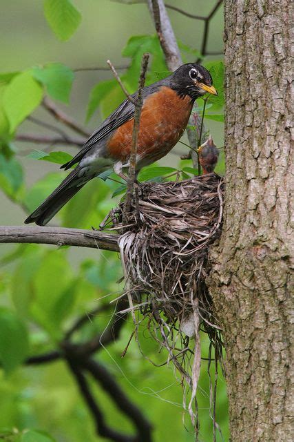 Robin Bird Nest