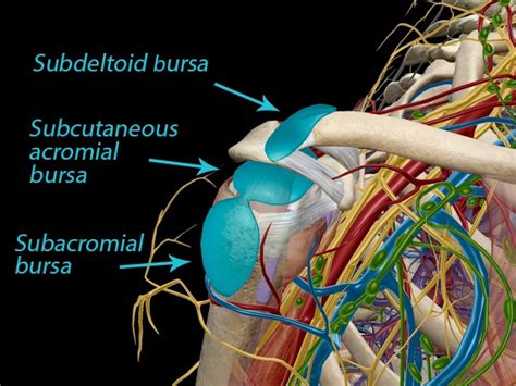 Shoulder Bursitis Anatomy