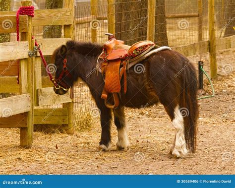 Dwarf Horse Royalty Free Stock Image - Image: 30589406