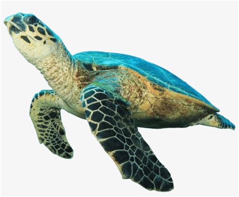 Download Animals - Sea Turtle No Background - HD Transparent PNG ...