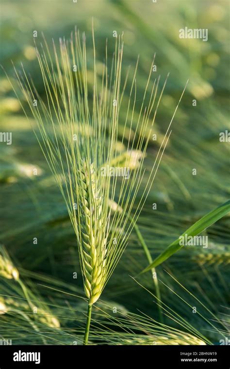 Barley grains of a barley plant in closeup on a cereal field Stock ...